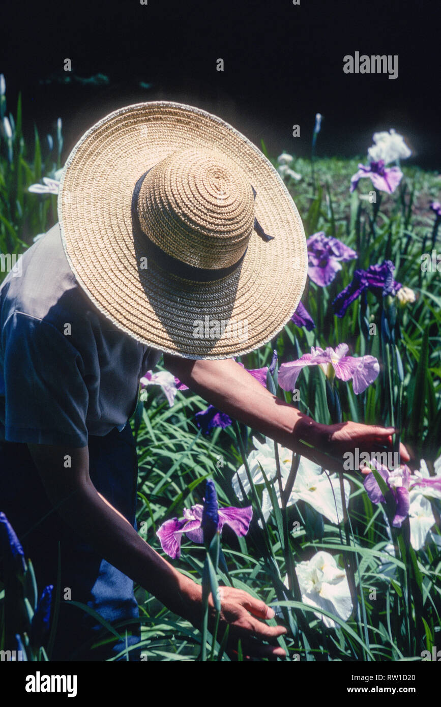 Worker in Wide Brimmed Straw Hat Cares for Flowers, Tokyo, Japan  1974 Stock Photo