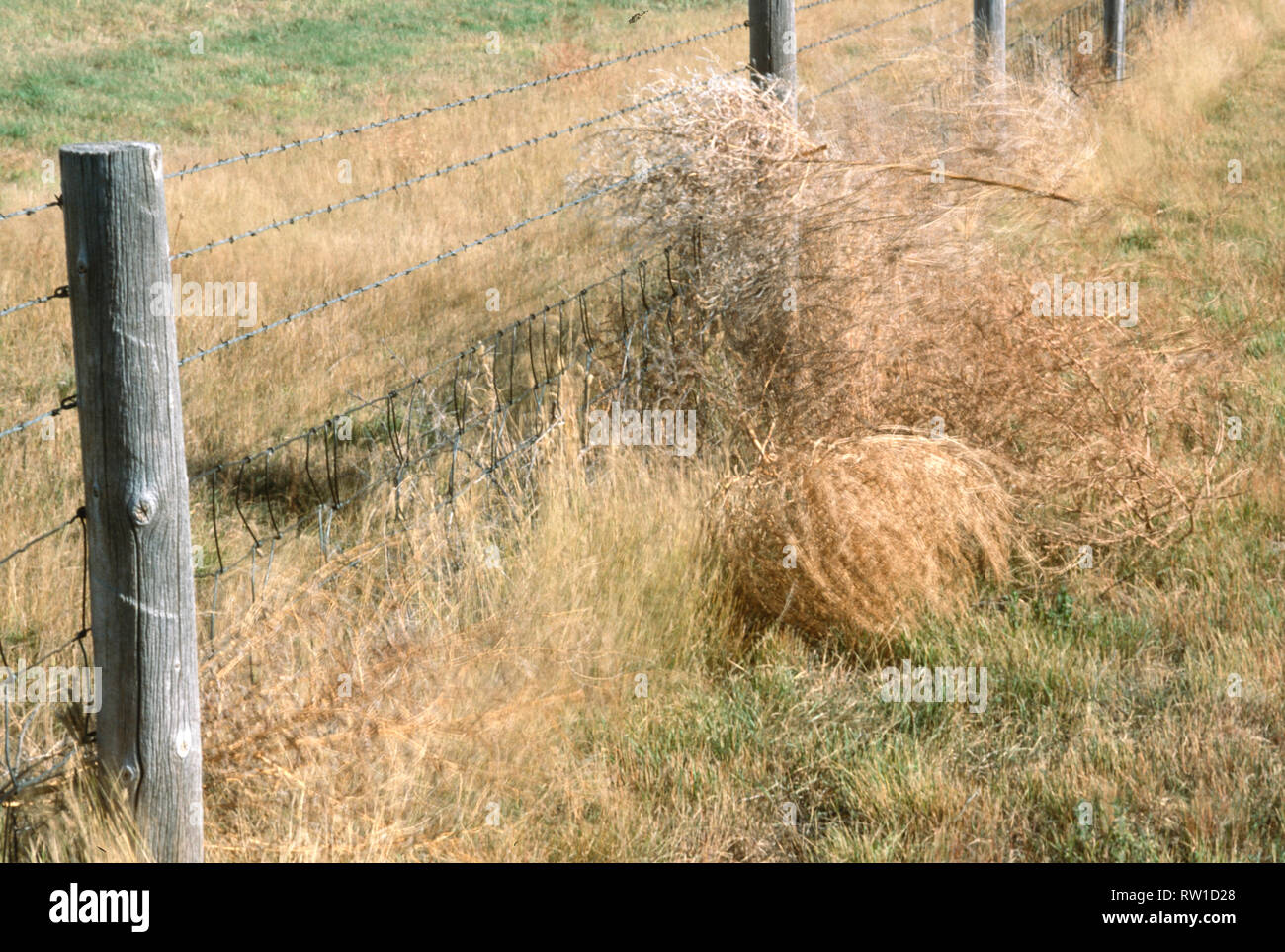 Tumbleweed is common sight out west, WY, USA Stock Photo