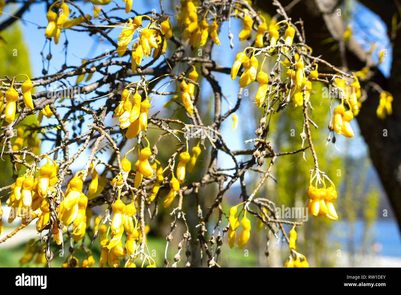 Kowhai tree on bloom bright yellow flowers Stock Photo