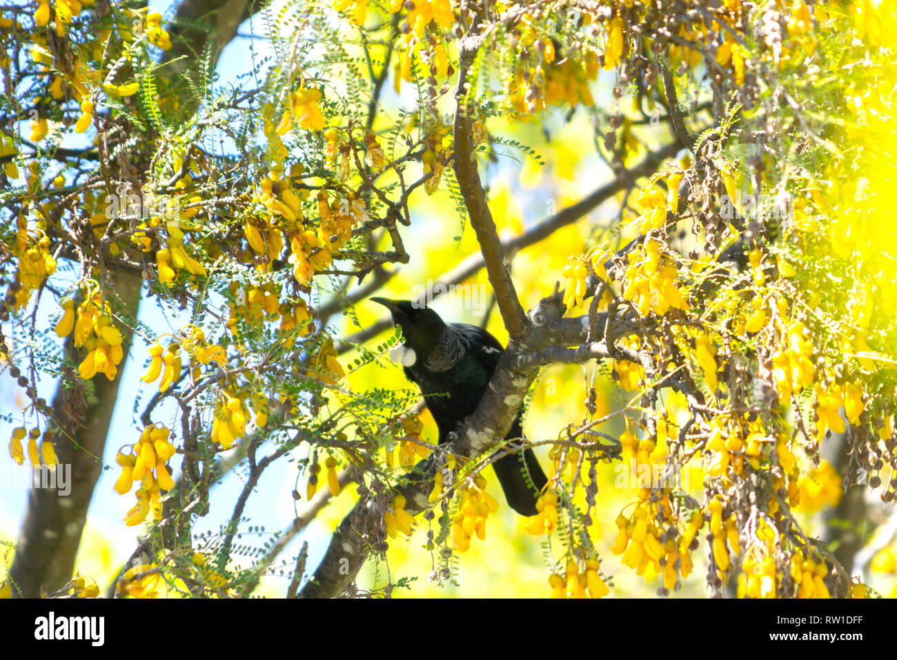 Kowhai tree on bloom bright yellow flowers and  tui in shadows of branches Stock Photo