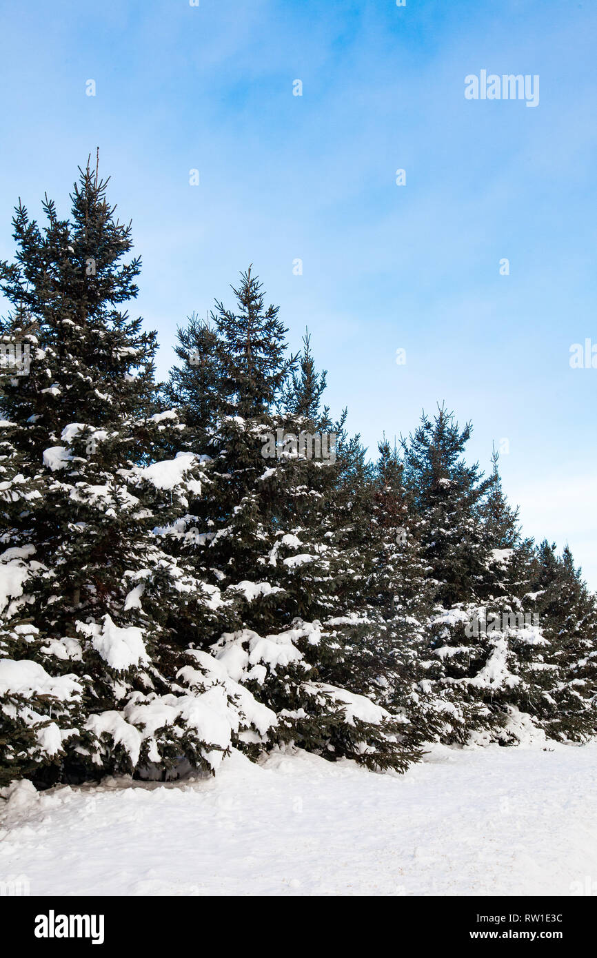 Snow covered pine trees in February vertical Stock Photo - Alamy