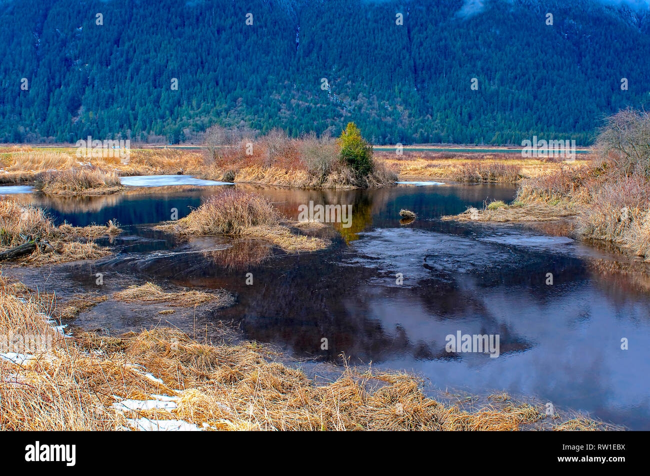 An icy pond along the dike in Pitt Polder, Pitt Meadows, British Columbia, Canada Stock Photo
