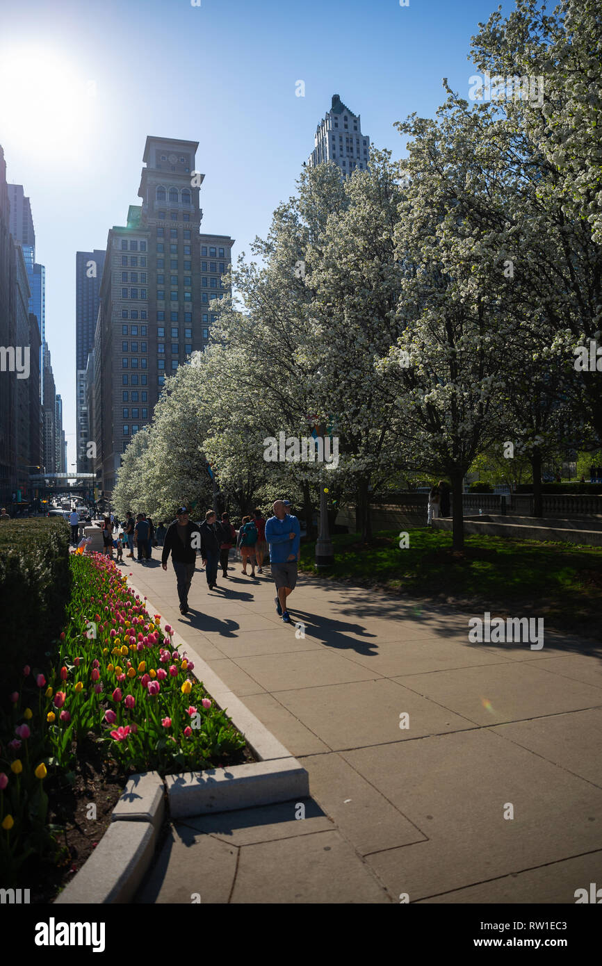 People in Chicago walking amongst flowering trees and flowers with tall