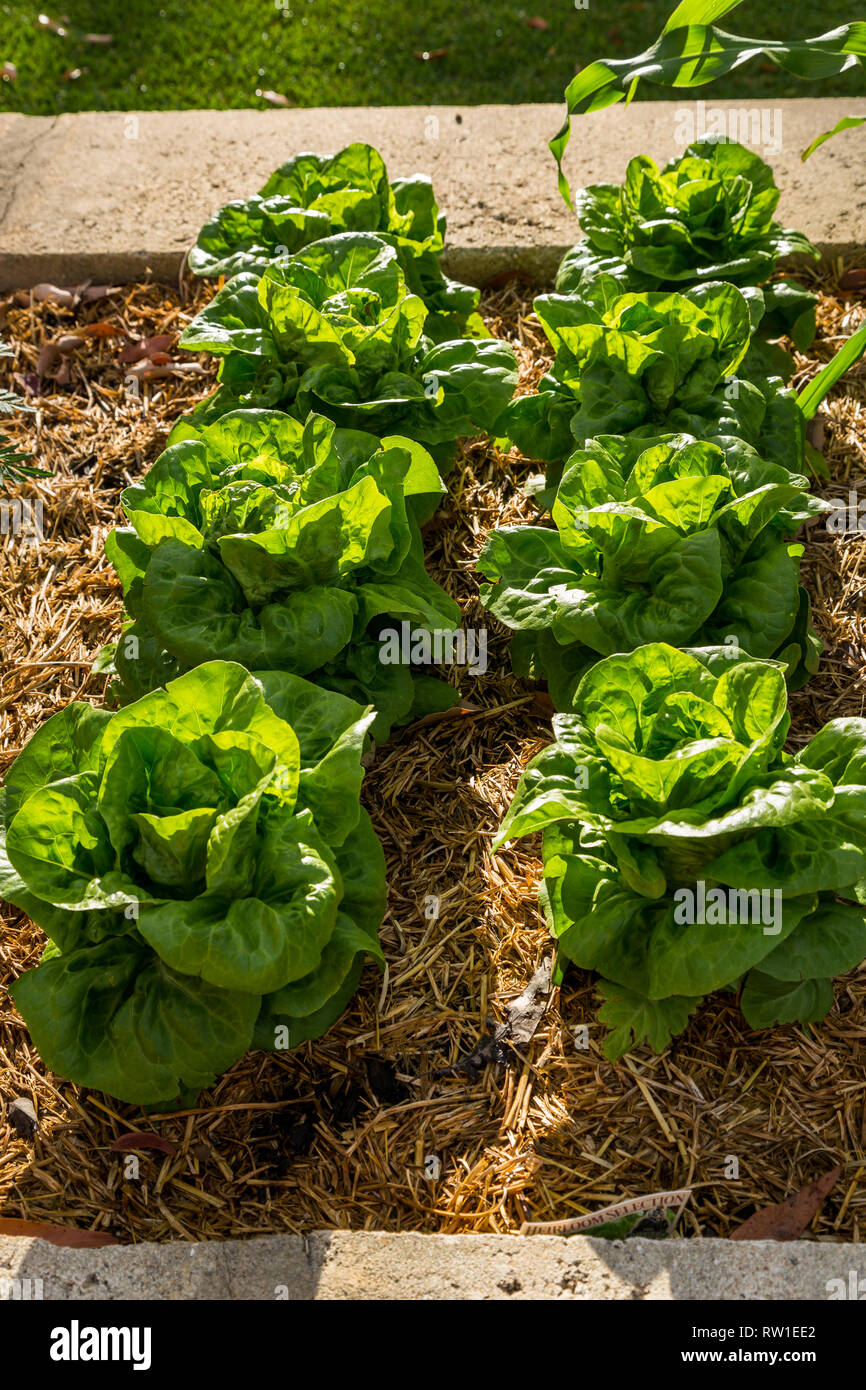 2 rows of baby cos lettuce Stock Photo
