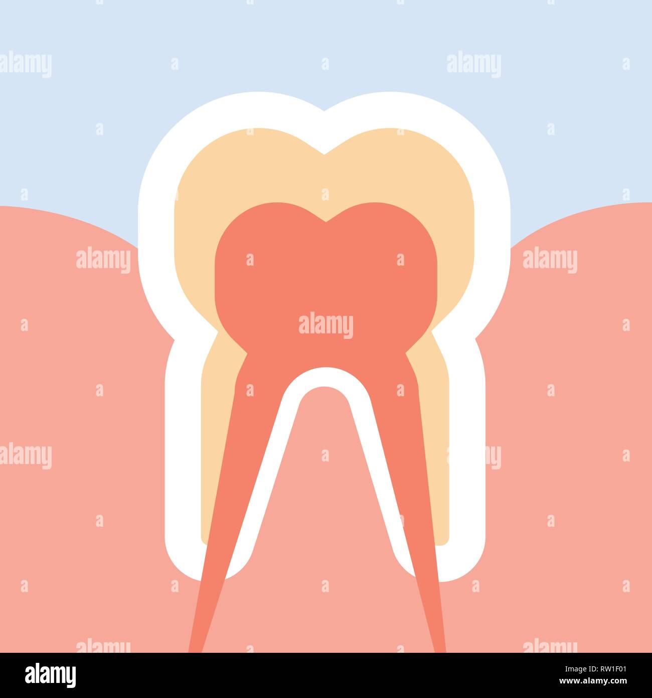 healthy human tooth in cut nerves endings structure anatomy infographic