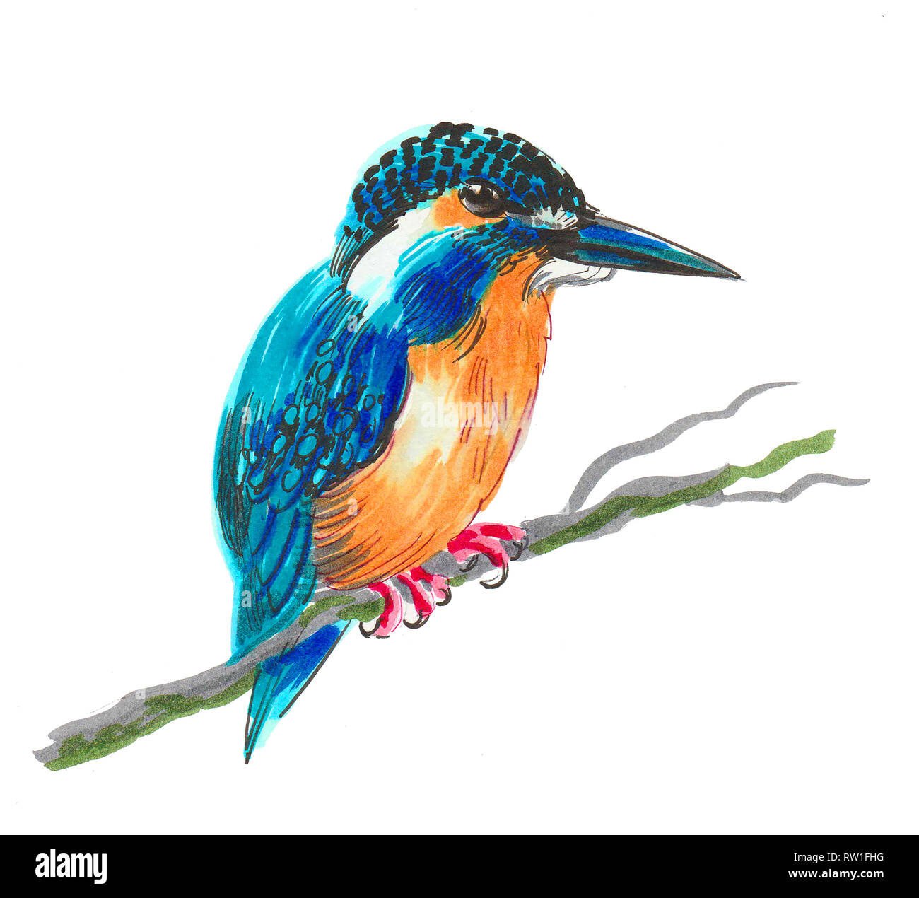 Kingfisher sitting on a tree branch. Ink and watercolor Ink and ...