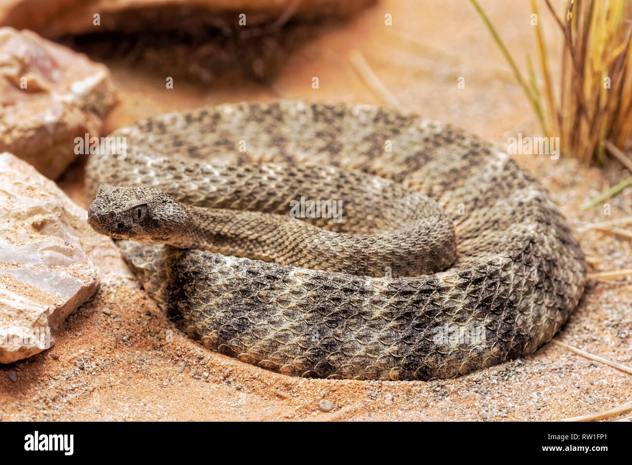 Desert tiger snake hi-res stock photography and images - Alamy Desert tiger snake hi-res stock photography and images - Alamy