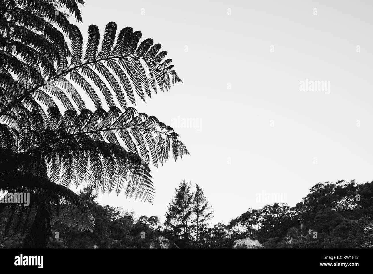 Black and white silhouette of fern, New Zealand. Stock Photo