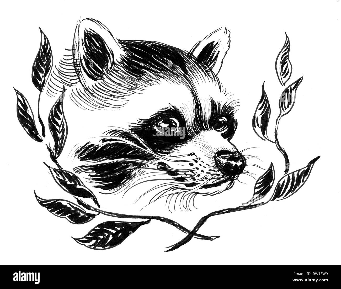 Raccoon Black And White Drawing Philip A. Buck: ROCKET RACCOON Ink