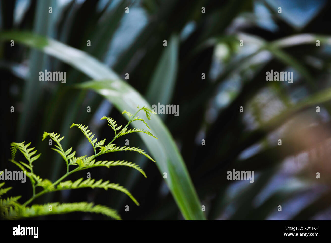 Single leaf of young fern hi-res stock photography and images - Alamy