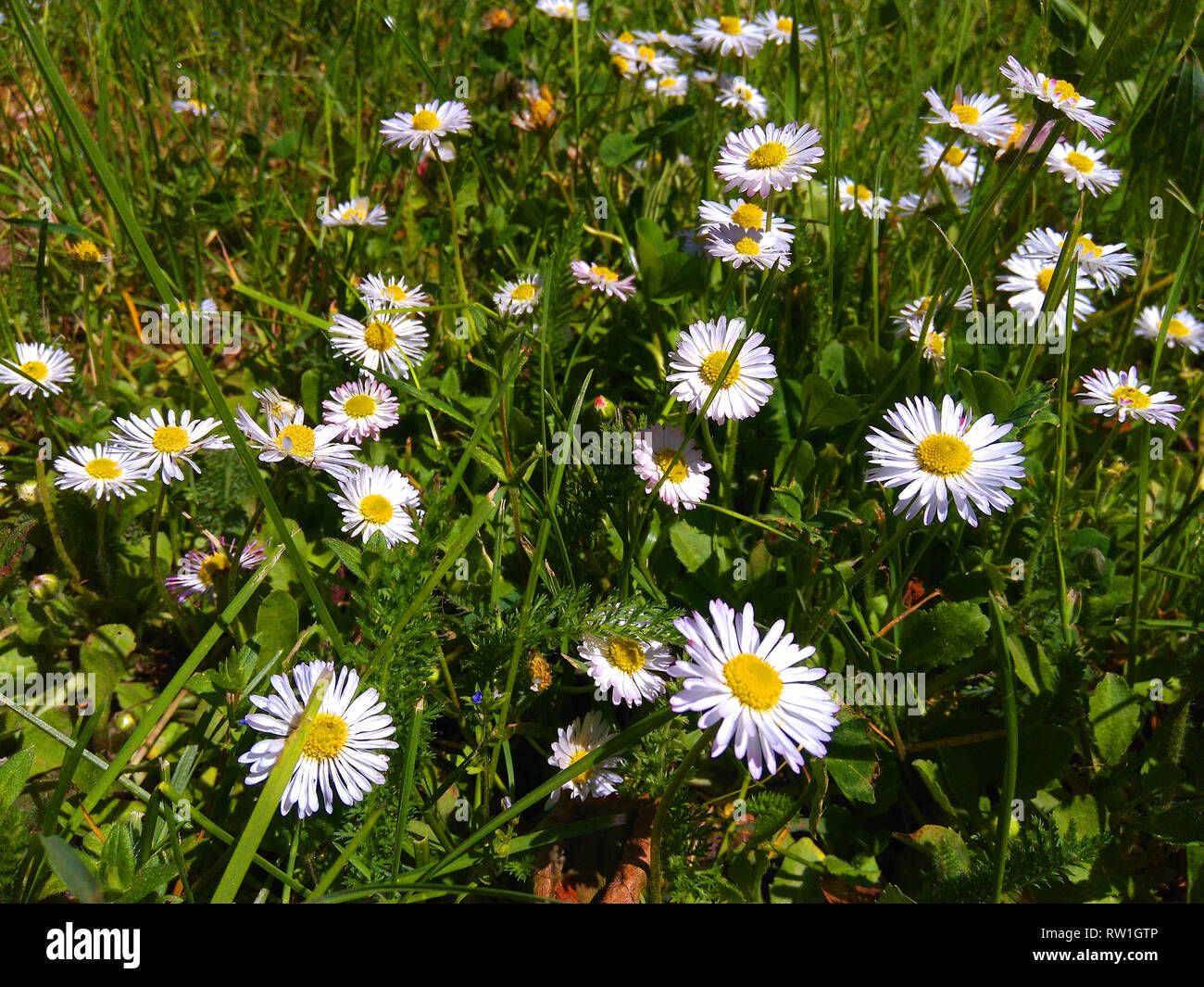 Cluster of Ox-Eye Daisies (Leucanthemum vulgare) - Meadow's common ...