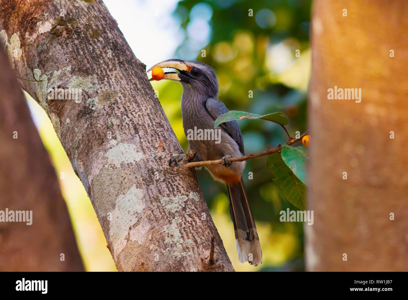 Malabar grey hornbill, Ocyceros griseus, Dandeli, Karnataka, India. Stock Photo