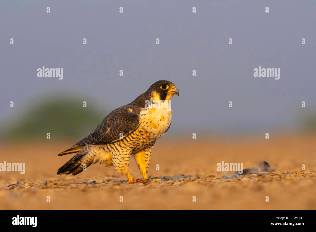 Peregrine falcon, Falco peregrinus, Little rann of Kutch, Gujarat, India. Stock Photo