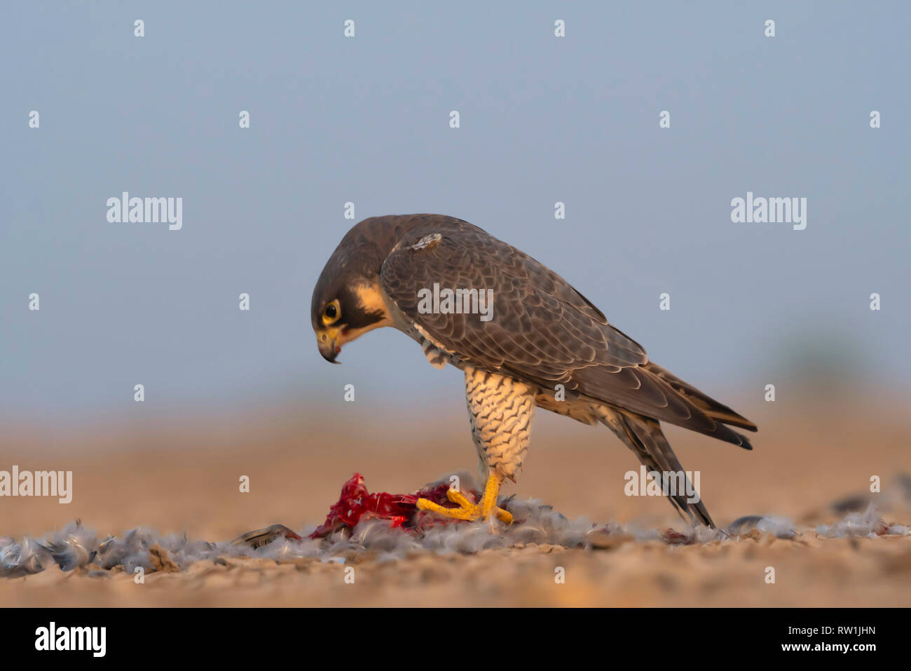 Peregrine falcon,  Falco peregrinus, Little rann of Kutch, Gujarat, India. Stock Photo