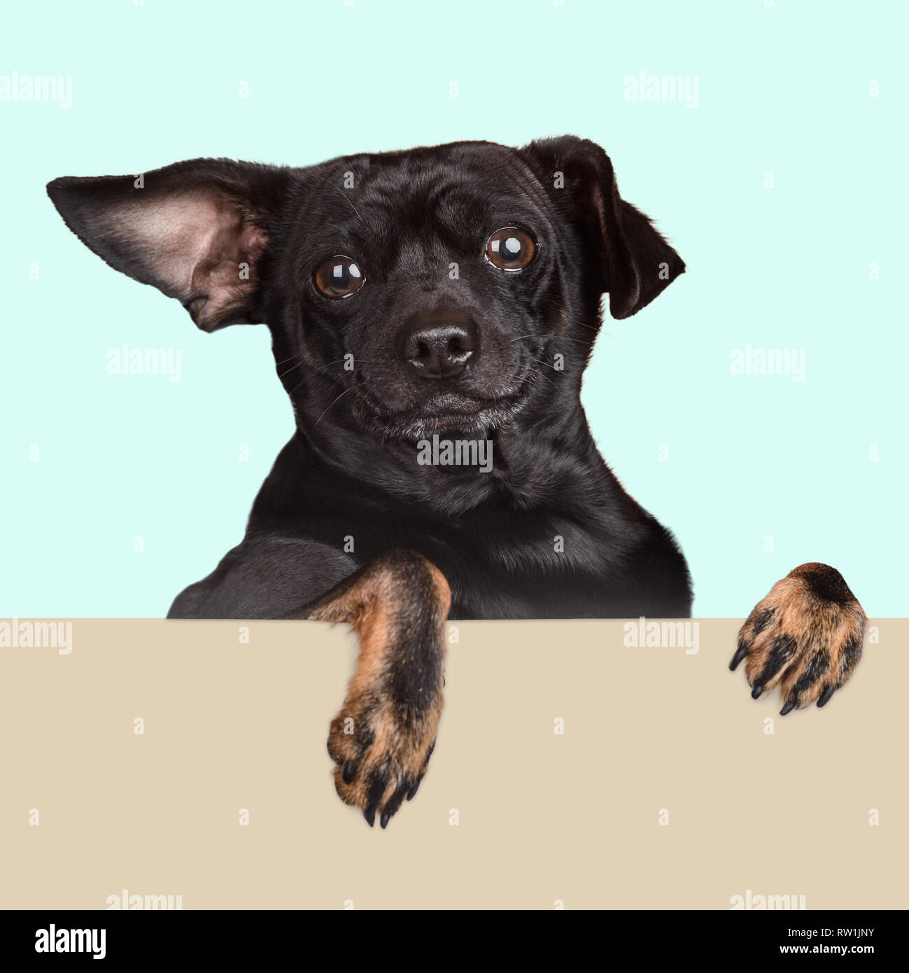 Funny chihuahua puppy Stock Photo - Alamy