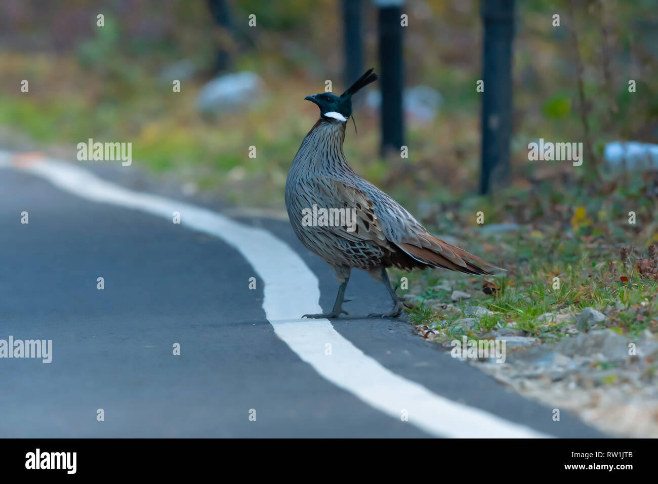 Koklass Pheasant, Pucrasia macrolopha, Kedarnath Wildlife Sanctuary, Chopta, Uttarakhand, India. Stock Photo