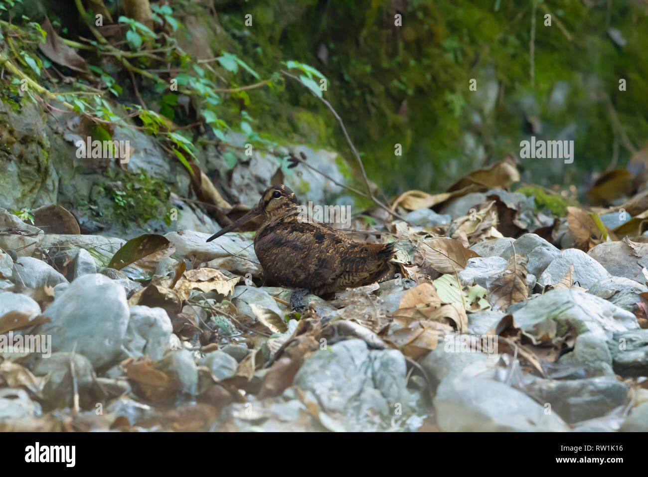 Eurasian woodcock, Scolopax rusticola, Chaffi, Nainital, Uttarakhand, India. Stock Photo