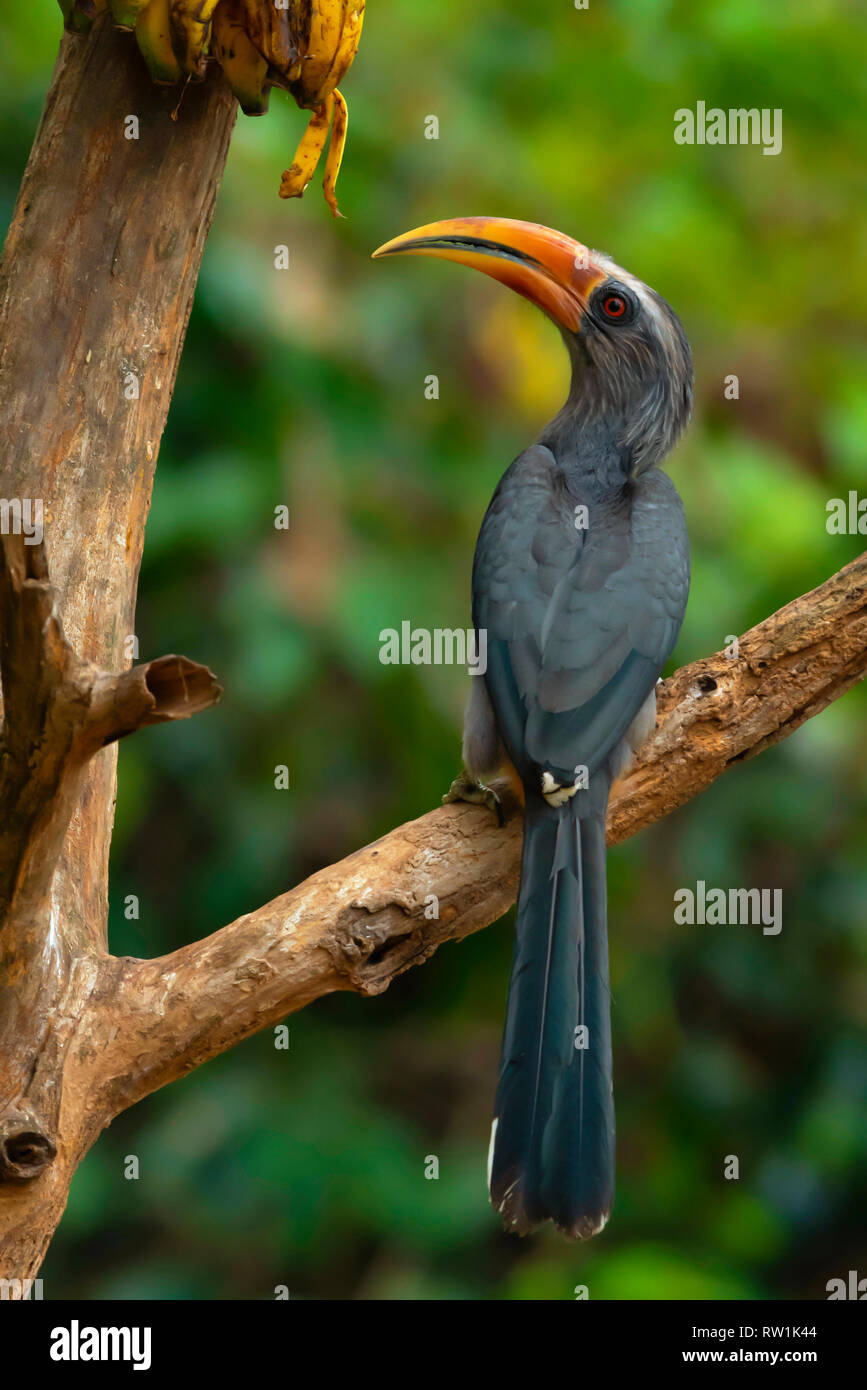Malabar grey hornbill, Ocyceros griseus, Salim Ali Bird Sanctuary, Thattekad, Kerala, India. Stock Photo