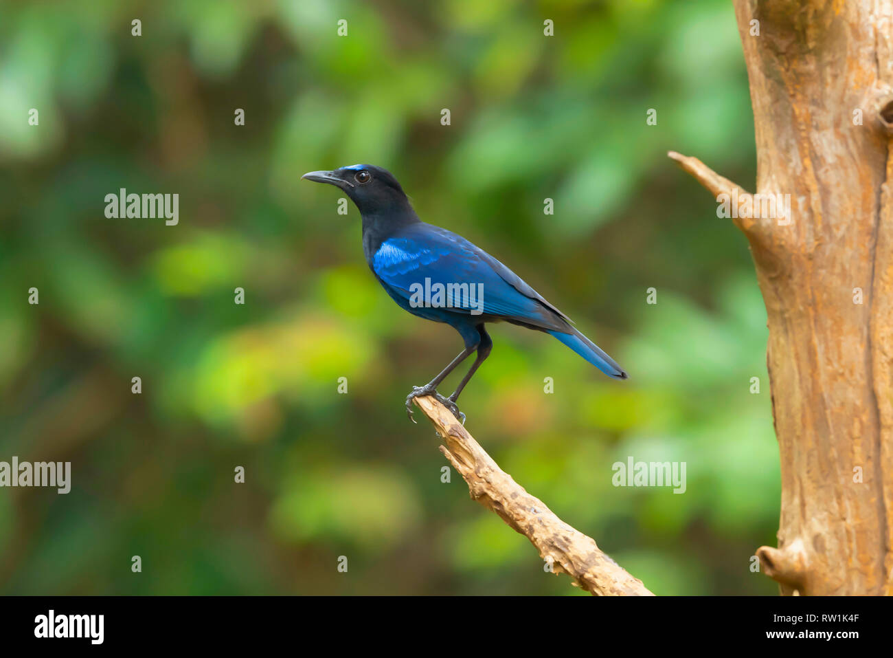 Malabar whistling thrush, Myophonus horsfieldii, Salim Ali Bird Sanctuary, Thattekad, Kerala, India. Stock Photo