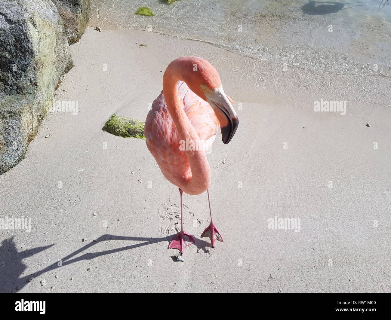 Beautiful big pink flamingo on the beach of Aruba Stock Photo - Alamy