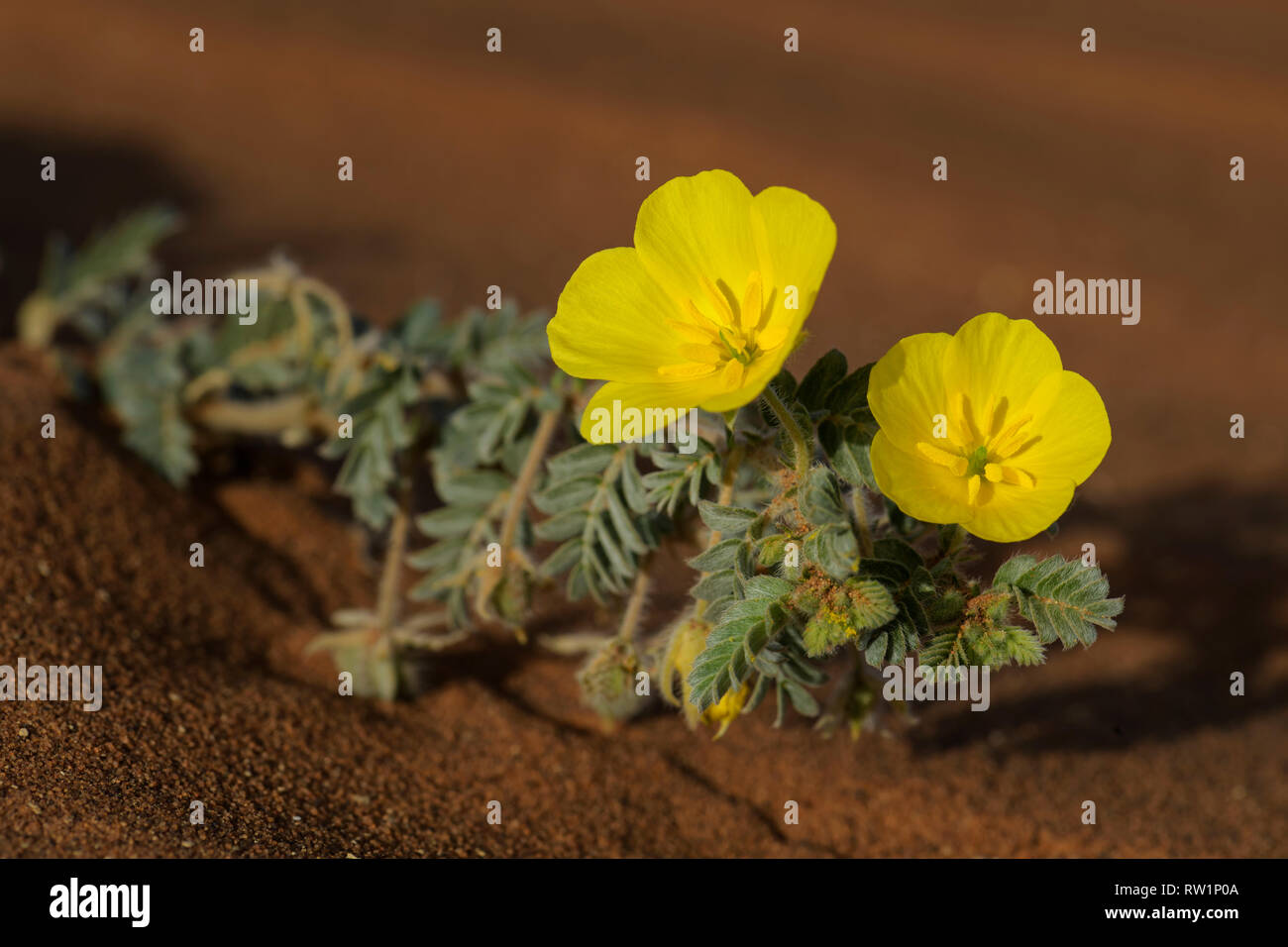 Small Caltrops - Tribulus terrestris, beautiful small plant with yellow flowers widely distributed around the world, Namib desert, Sossusvlei, Namibia Stock Photo