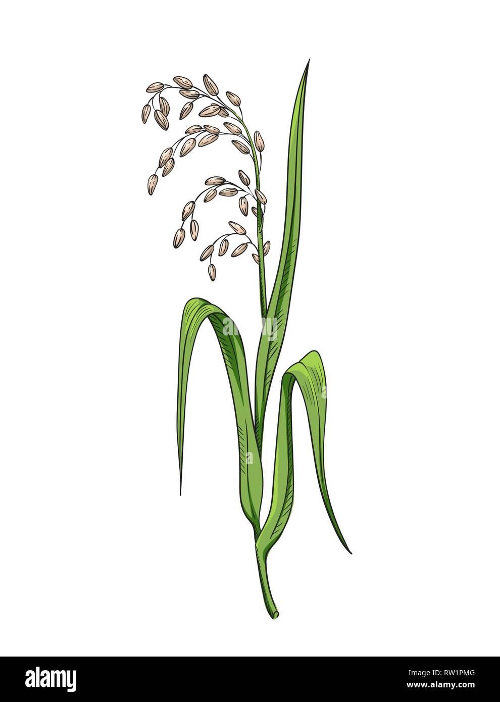 Rice plant botanical illustration color vector drawing of rice twig with  leaves and earof ripe grains isolated on white asian beauty herb Stock  Vector Image & Art - Alamy