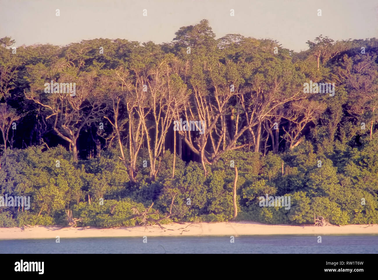 North Sentinel Island,habitation ,of,Tropical Rain forest,North Sentinelese,  Negrito trbals,dense bushes ,as hide outs,tall hard wood trees,Andaman Is  Stock Photo - Alamy
