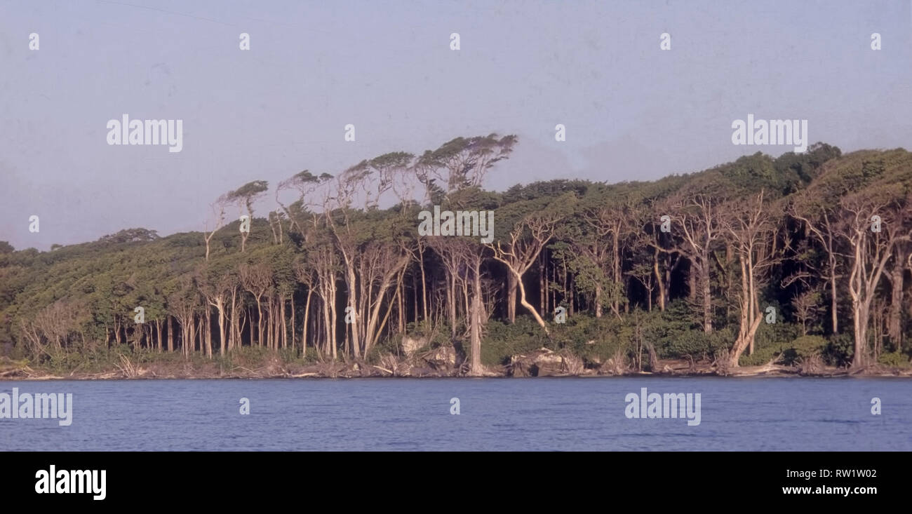 North Sentinel island,ecological,environment,tall hard woodtrees, deep,forest, shelter for ,indomitable,Pathan Jarwas,called,North Sentinelese,Andaman Stock Photo