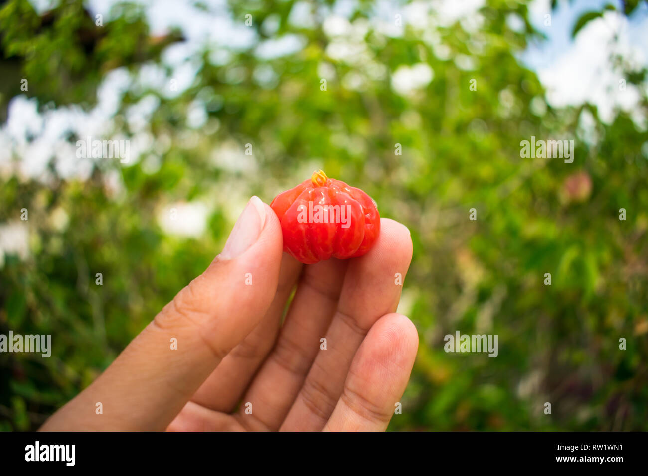 Hand holding a Surinam Cherry (Eugenia uniflora) - Ilha de Itamaraca, Brazil Stock Photo