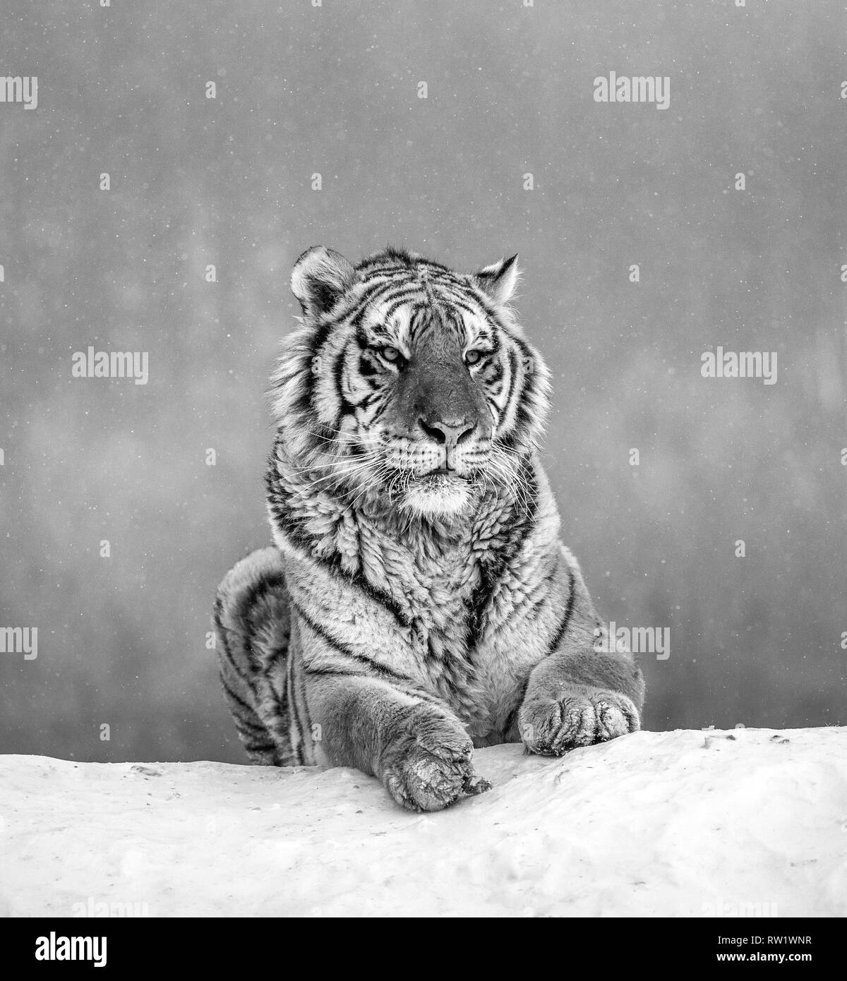 Tiger behavior Black and White Stock Photos & Images - Alamy