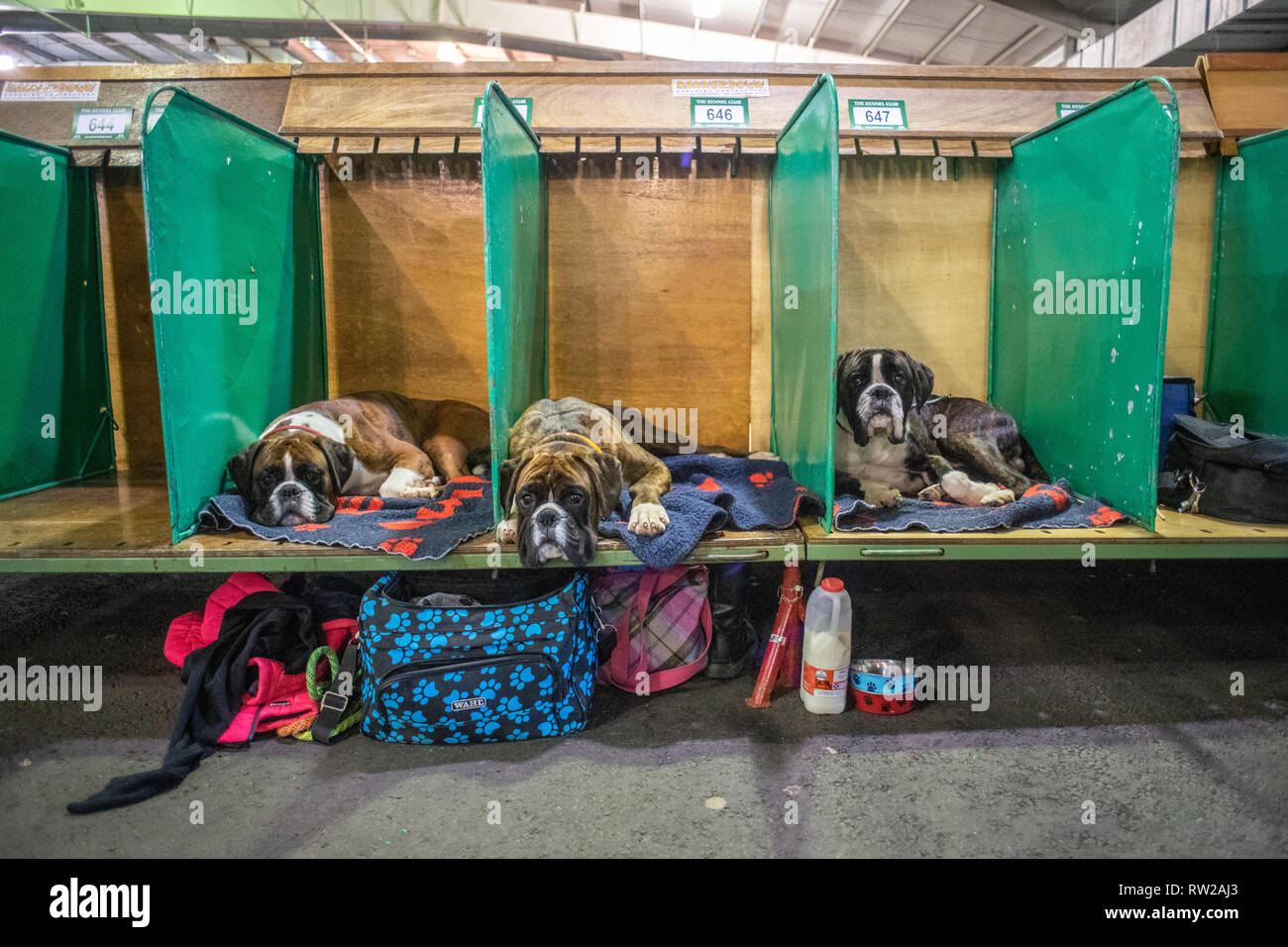 Three Boxer dogs laying down in separate pens at dog show, Edinburgh