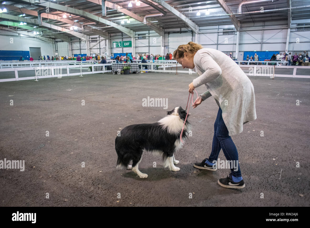 Woman giving instruction to her dog while in ring at dog show, Edinburgh, Scotland Stock Photo