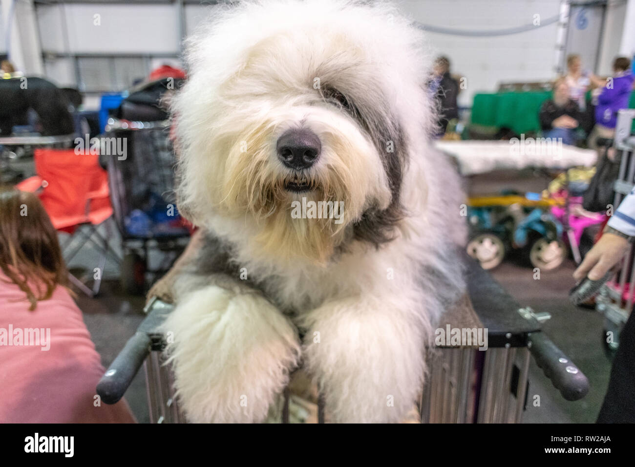 Old English Sheepdog Walking Towards The Camera In A Field Stock Photo,  Picture and Royalty Free Image. Image 195591118.