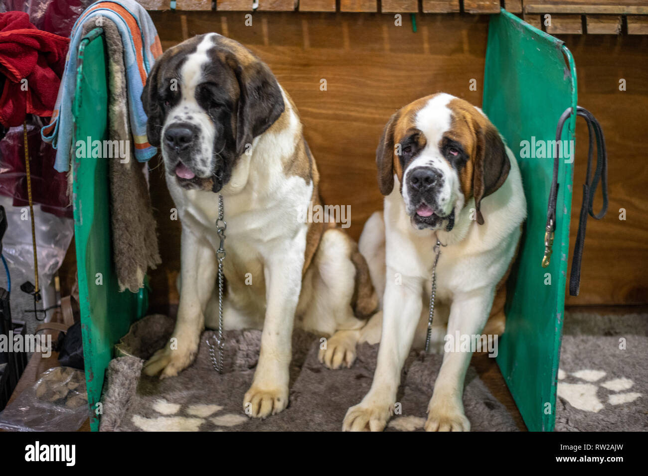 st bernard show