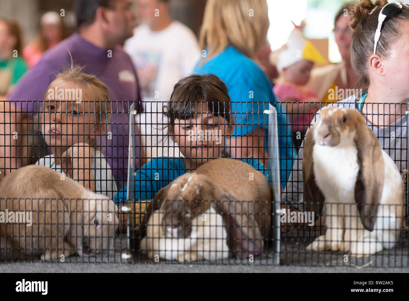 Children look at rabbits behind fenced cages during animal judging at fair,  Timonium, Maryland Stock Photo