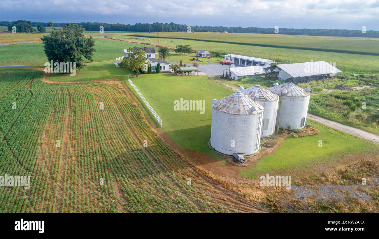 Aerial view of farm house and grain silos situated in middle of corn fields, Pokomoke, Maryland Stock Photo