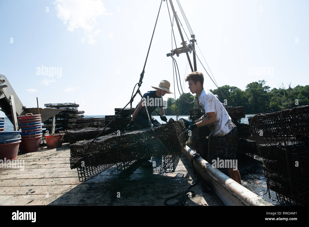 watermen-use-pulley-system-to-remove-oyster-cages-from-work-boat