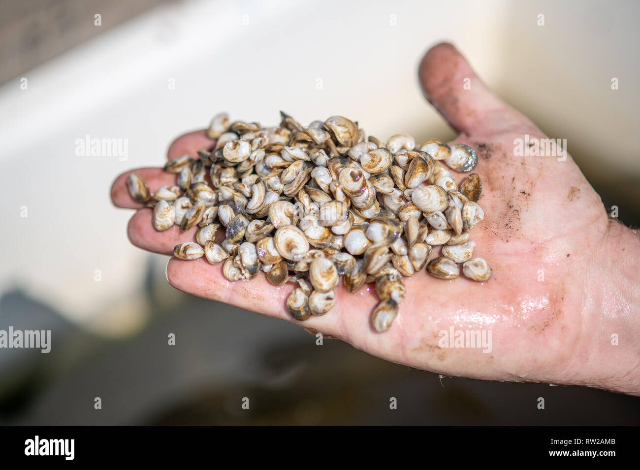 Hand covered with baby farm raised oysters, Hollywood, Maryland Stock