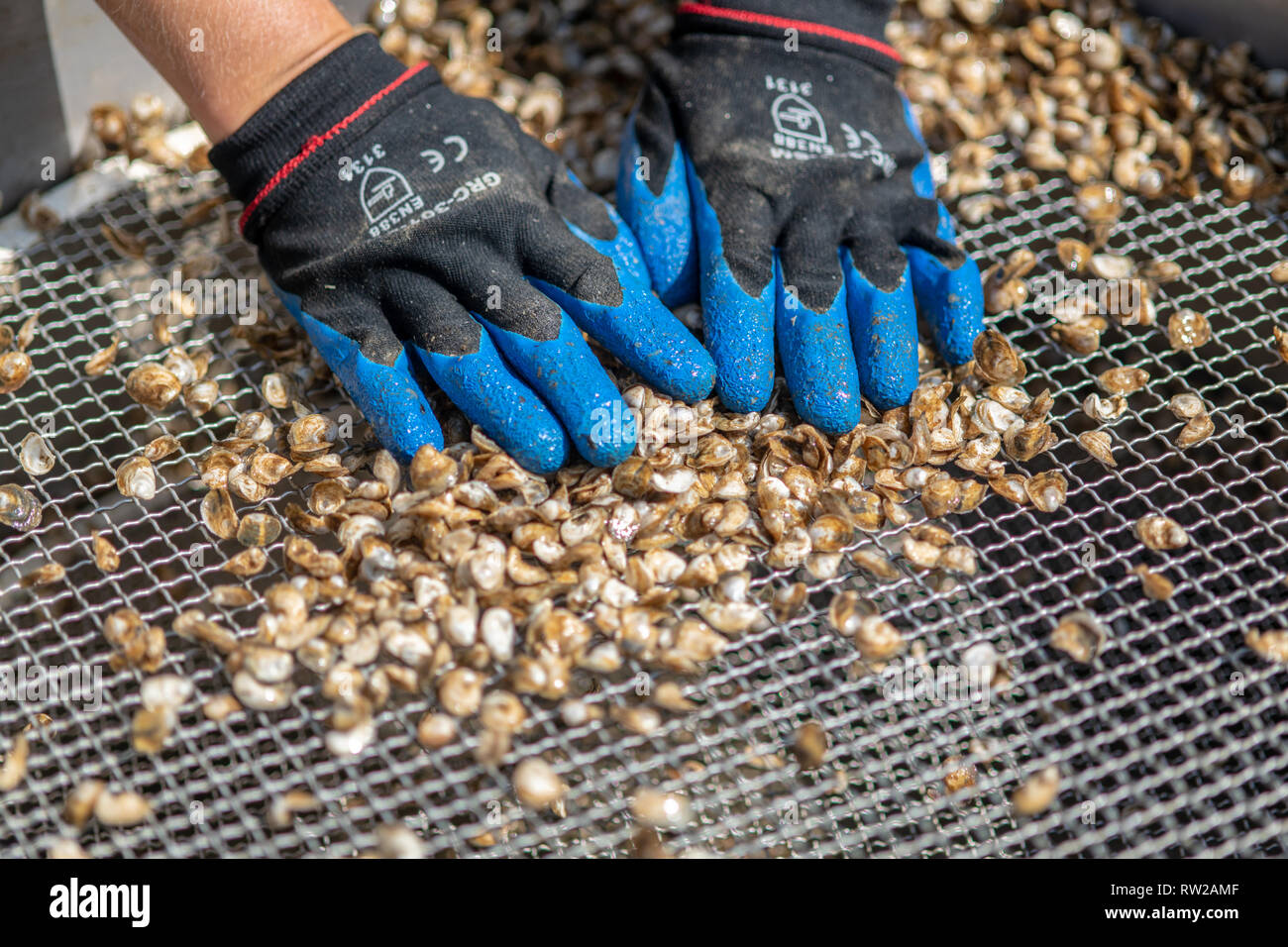 oyster spat field curriculum oyster spat field curriculum