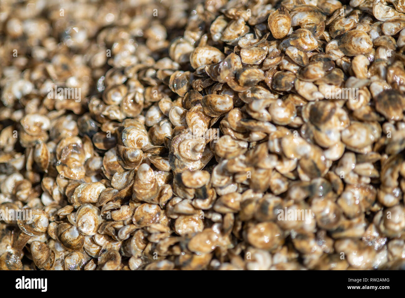 Close-up of spat (oyster larvae),  Hollywood, Maryland Stock Photo