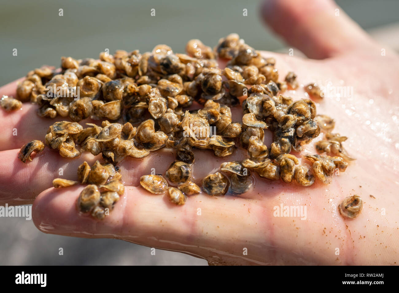 Hand covered with spat (oyster larvae),  Hollywood, Maryland Stock Photo