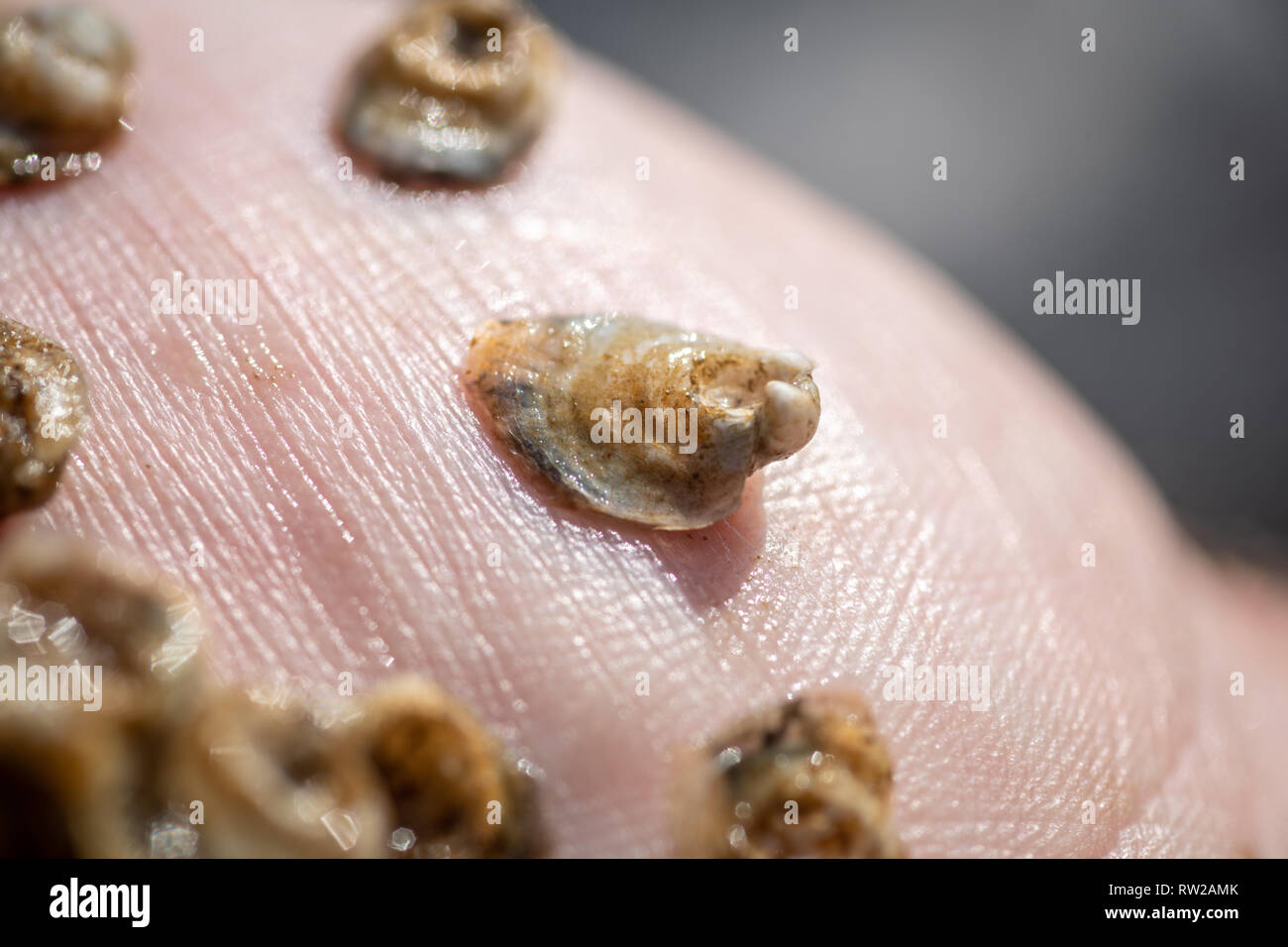 Oyster spat hires stock photography and images Alamy