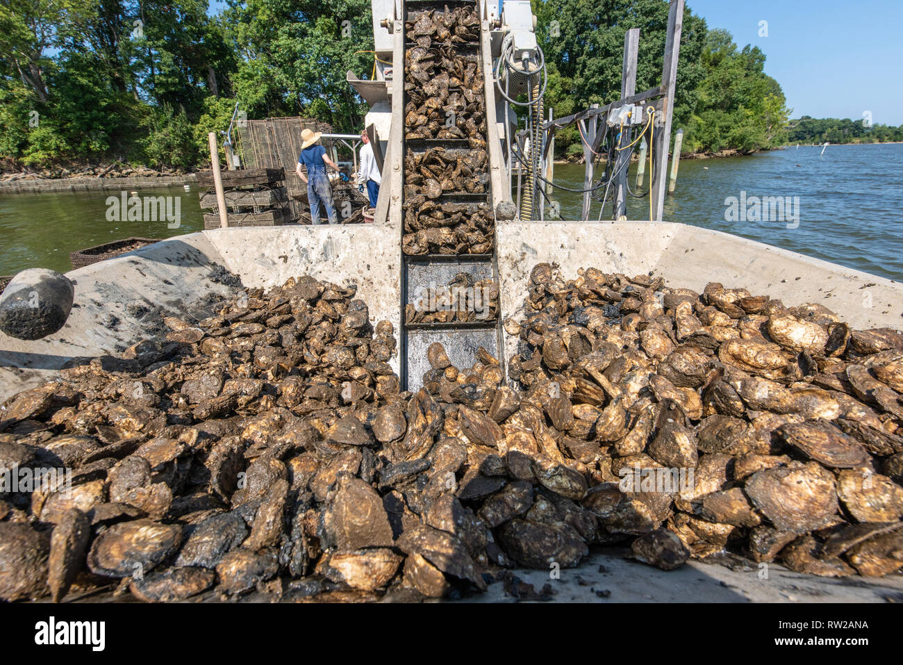 Farm raised oysters Tal Petty Hollywood oysters Stock Photo Alamy
