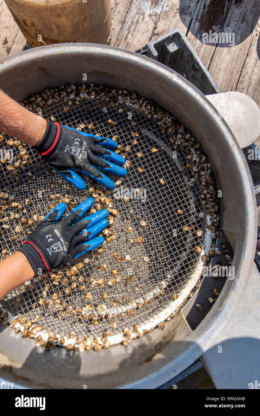 Gloved hands moves spat (oyster larvae) across grate to sort by size