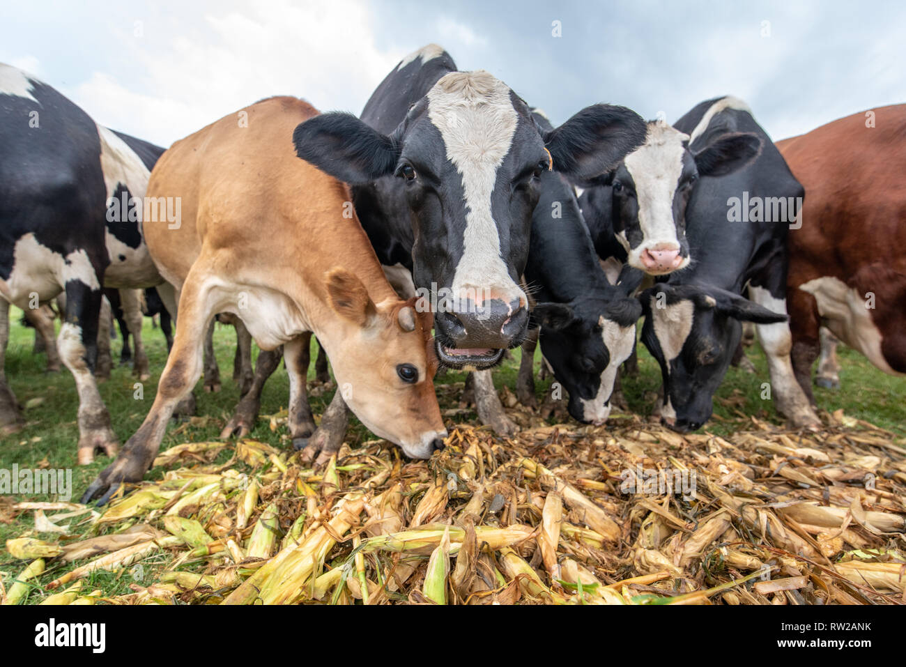 Low angle view of dairy cattle eating corn from pile, Pokomoke, Maryland Stock Photo
