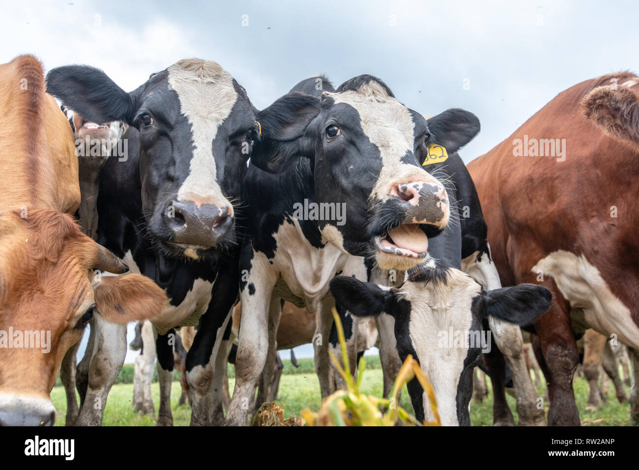 Low angle view of dairy cattle bunched together and grazing, Pokomoke, Maryland Stock Photo
