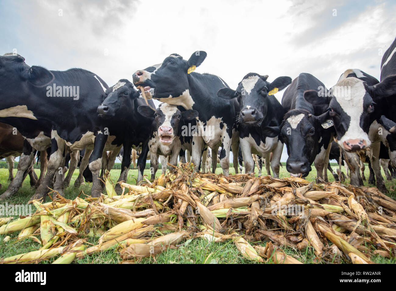 Low angle view of holstein cattle eating corn with cloudy skies behind them, Pokomoke, Maryland Stock Photo