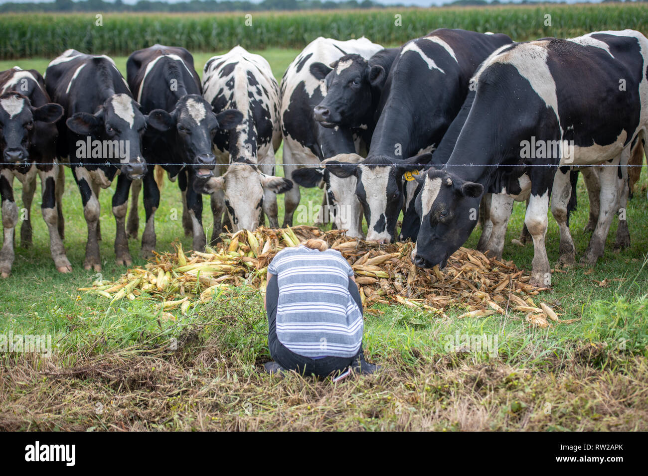 Young woman crouches down in front of holstein cattle eating corn still in the husks, Pokomoke, Maryland Stock Photo