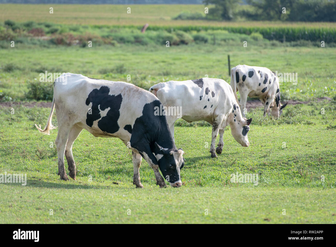 Holstein cattle grazing green grasses in field, Pokomoke, Maryland Stock Photo