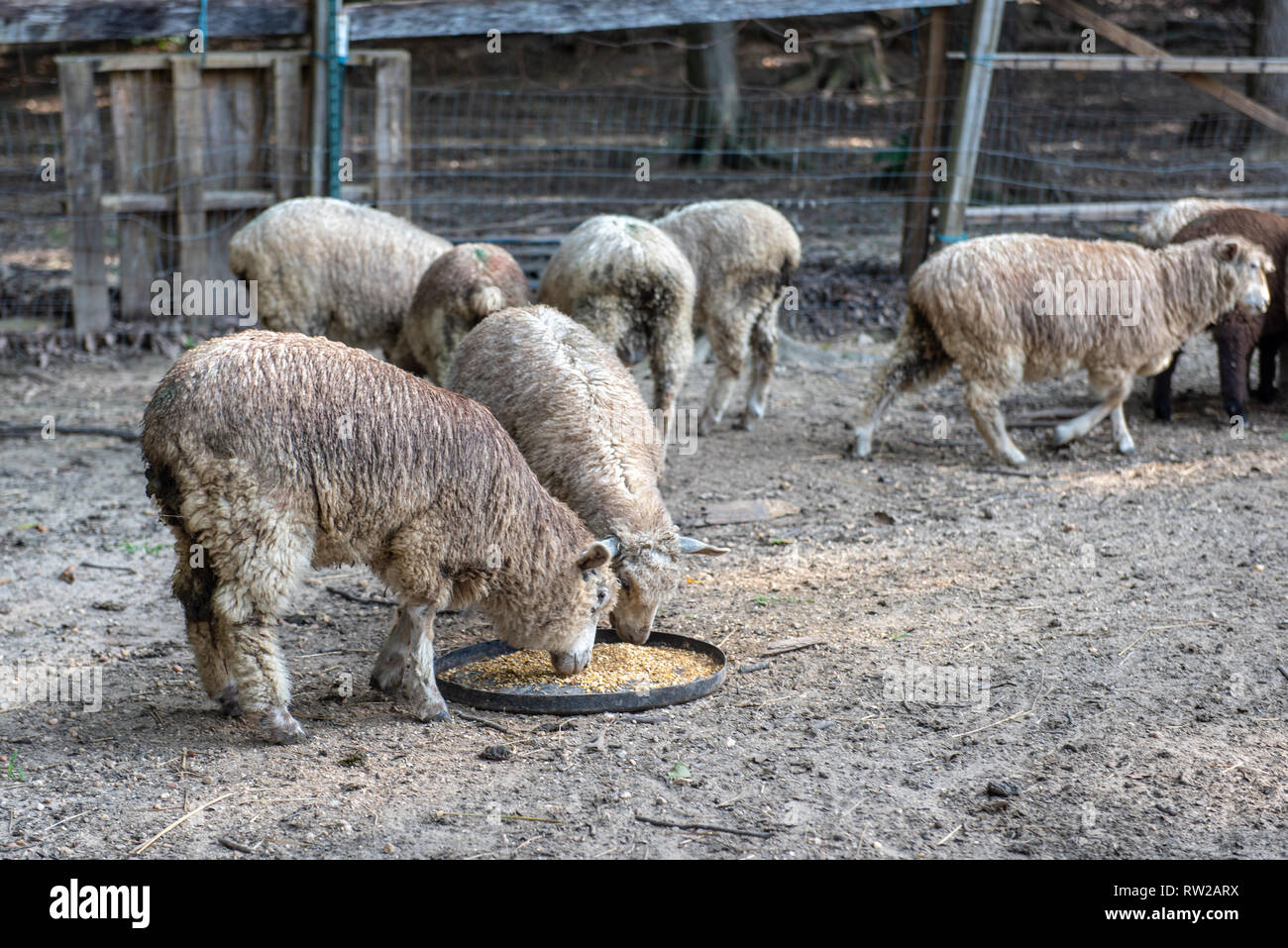 Sheep eating grainmixture from plastic lids, Mechanicsville, Maryland